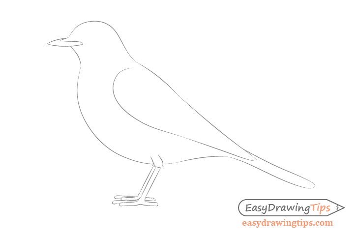 Bird beak and feet drawing