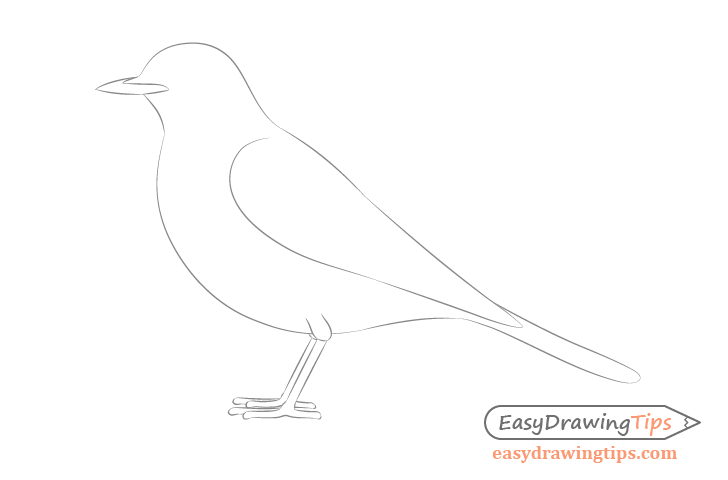 The diagram below shows the beak of a certain bird The bird most likely  feeds on A Insects B Nuts  Tutorke