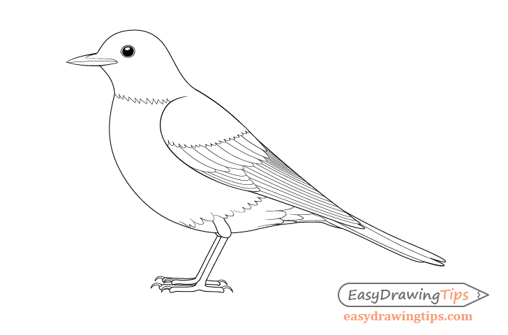 How to Draw a Bird Step by Step Side View - EasyDrawingTips