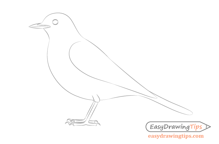 Bird details drawing