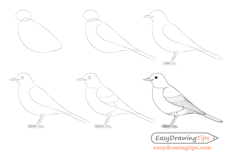 How To Draw A Bird With Pencil, Drawing