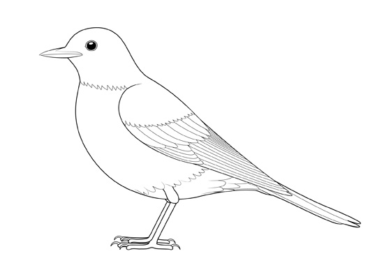 Bird side view drawing