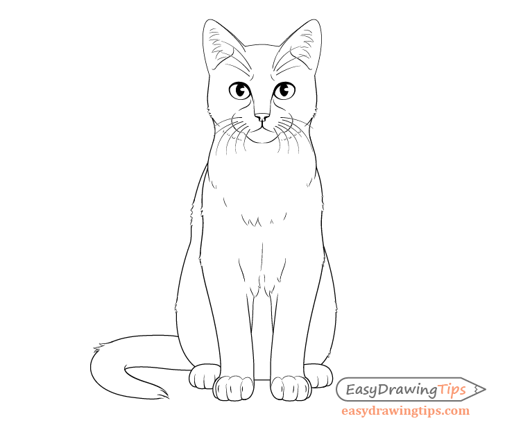 Cat drawing