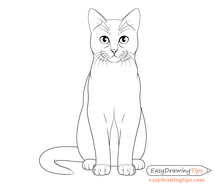 How To Draw A Cat Step By Step From Front View Easydrawingtips