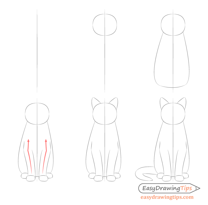 Cat proportions drawing step by step