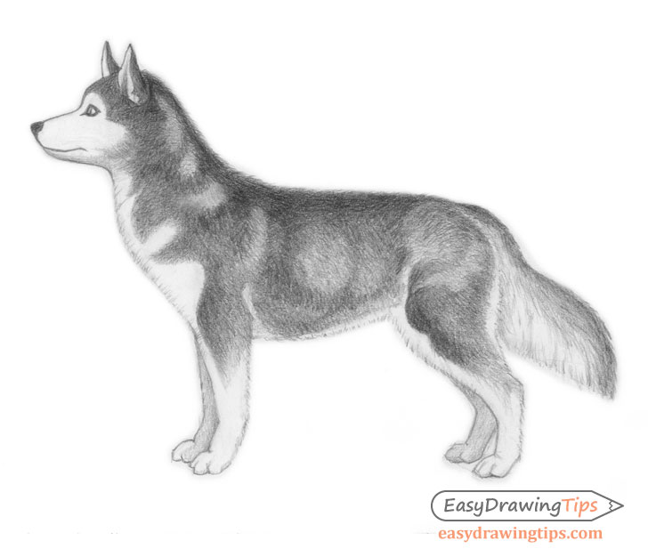 Shaded dog drawing