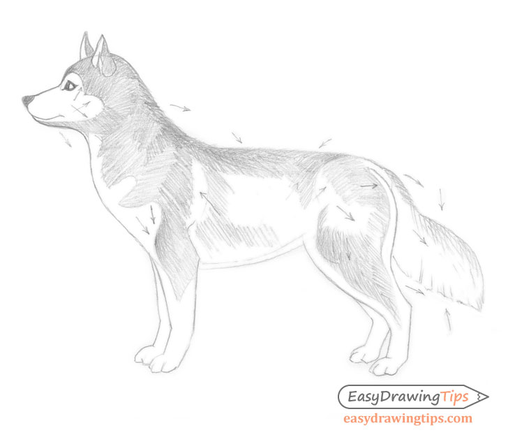 How to Draw a Dog Step by Step - EasyDrawingTips