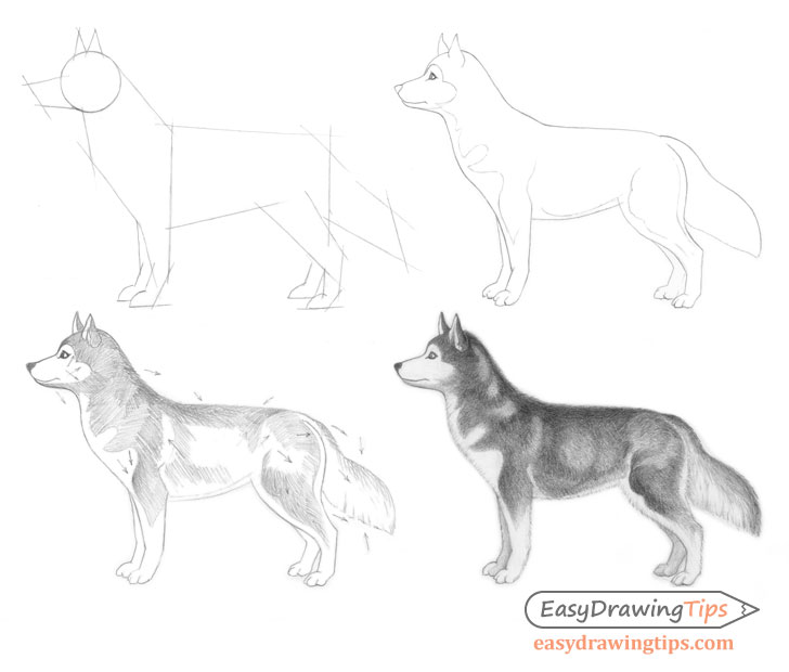 How to Draw a Dog Step by Step - EasyDrawingTips