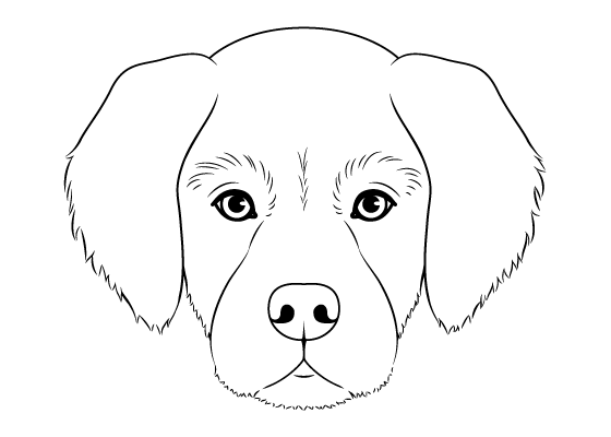Dog head drawing