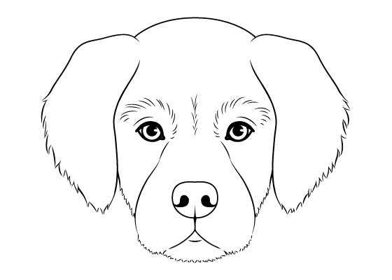 Adorable Golden Retriever Dog Face Drawing