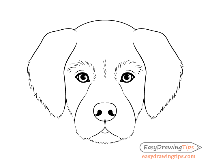 Droll Outline Golden Retriever Face Drawing