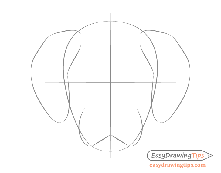 Dog head front view proportions sketch