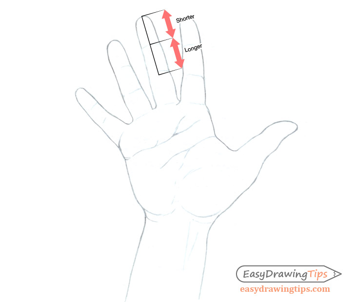 Hand drawing finger proportions