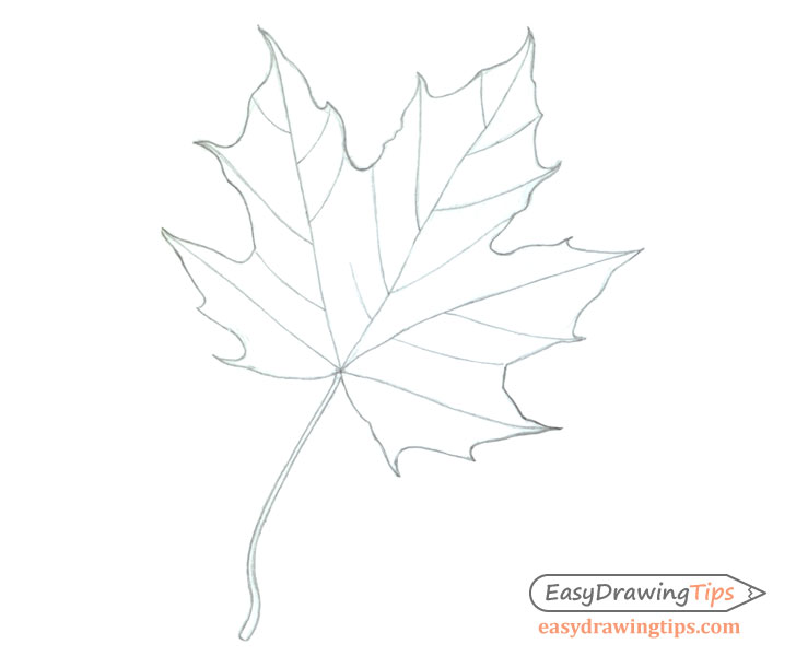 Maple leaf drawing