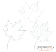 How to Draw a Maple Leaf in 3 Steps- EasyDrawingTips