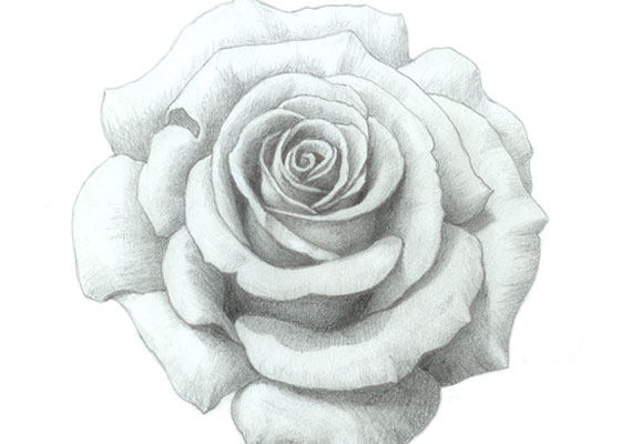 Rose drawing