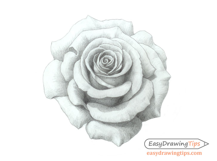 Rose Drawing - How To Draw A Rose Step By Step