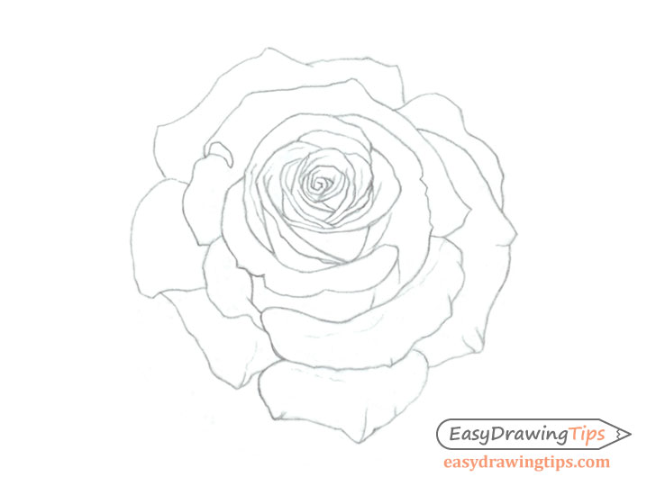 How to Draw a Rose: A Step by Step Guide