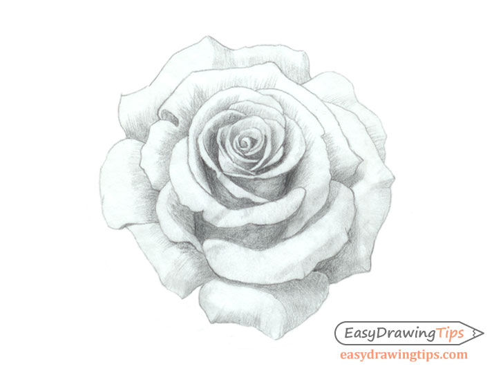 Featured image of post How To Draw A Realistic Rose Step By Step Easy : Momjunction has come up with simple steps on drawing a rose that will be helpful for your kids.