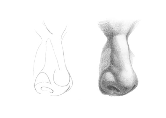 How To Draw Shade A Nose In Three Quarter View