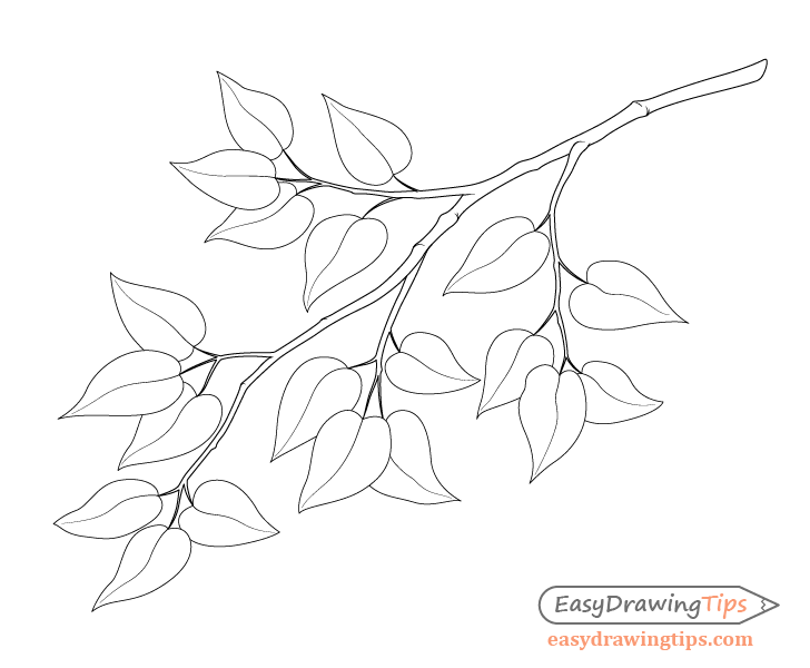 Tree Branch Drawing Free Vectors Tree Branch