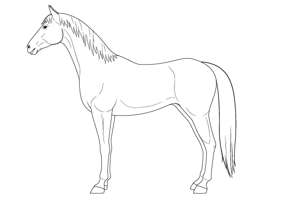 Horse drawing tutorial