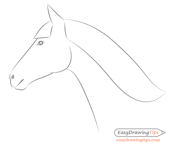 Horse head drawing Stock Photos, Royalty Free Horse head drawing Images |  Depositphotos