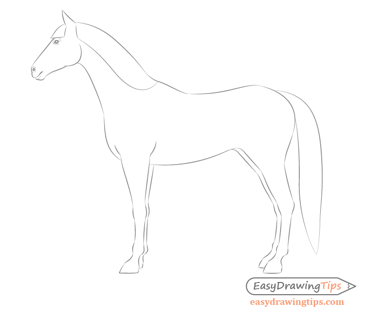 Horse side view facial features details drawing
