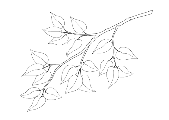 Leaf branch drawing