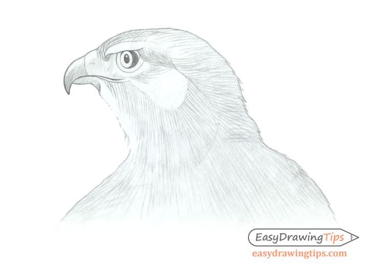 Hawk head basic shading