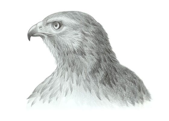 Hawk head drawing