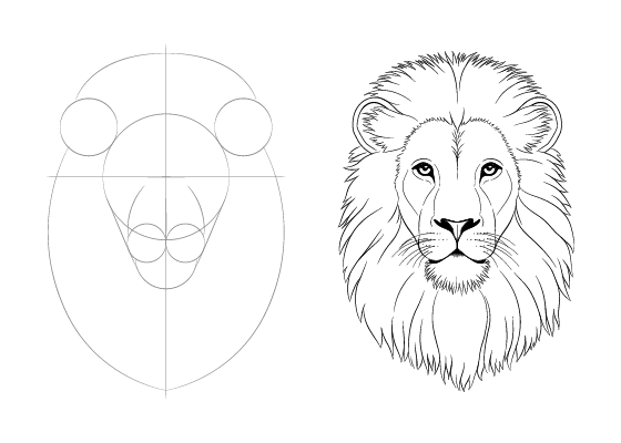 realistic lion drawing step by step