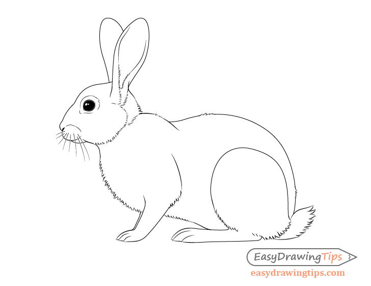 Rabbit Drawing Tutorial - How to draw Rabbit step by step-nextbuild.com.vn