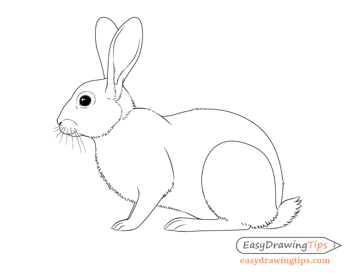 Rabbit drawing