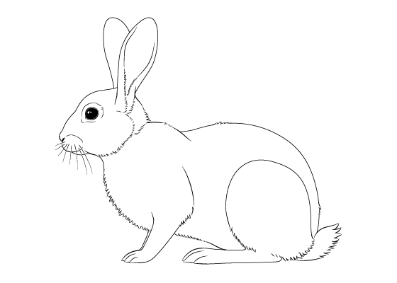 Hare Easter Bunny Rabbit Line Art Drawing Rabbit Line Art PNG Image With  Transparent Background  TOPpng