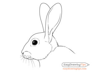 How to Draw a Rabbit Step by Step Tutorial - EasyDrawingTips