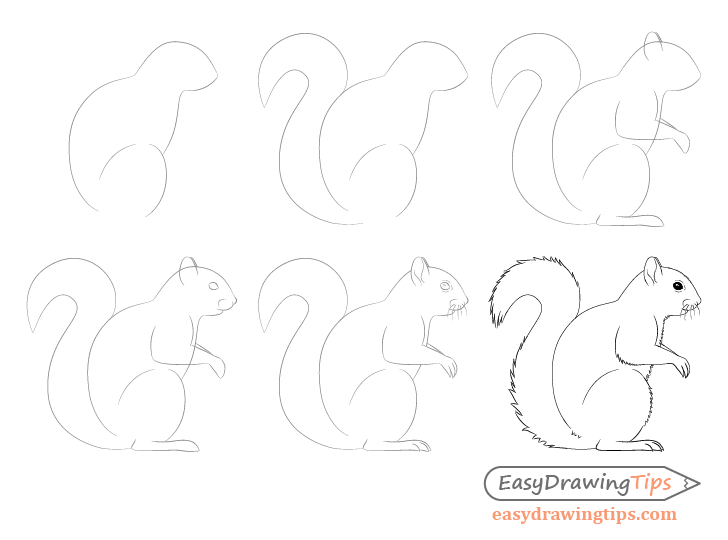 How to draw a squirrel (side view) - Sketchok easy drawing guides