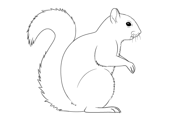 Squirrel drawing tutorial