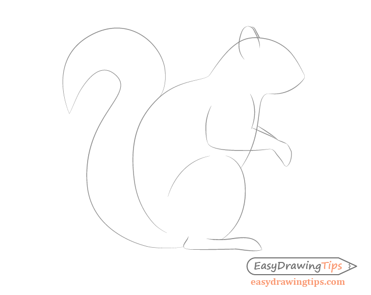 Squirrel outline drawing side view
