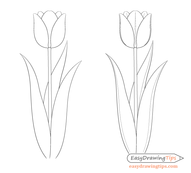 Tulip Flower Drawing