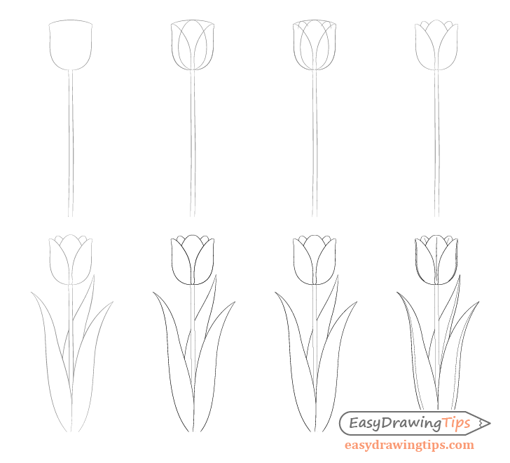 Easy Tulip Drawing Step by Step - EasyDrawingTips