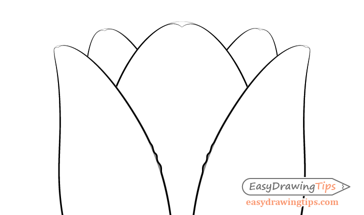 Tulip petal curves drawing
