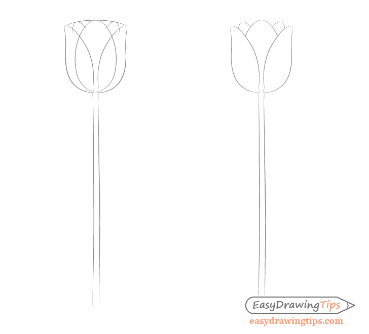 Easy Tulip Drawing Step by Step - EasyDrawingTips