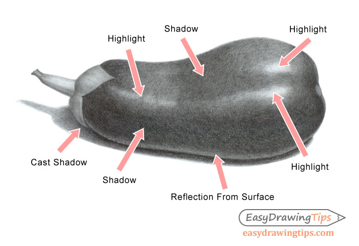 Eggplant drawing light and shadow labels