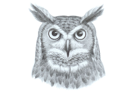 Owl face drawing tutorial