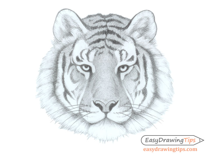 Tiger face sketch hand drawn in cartoon style Vector Image