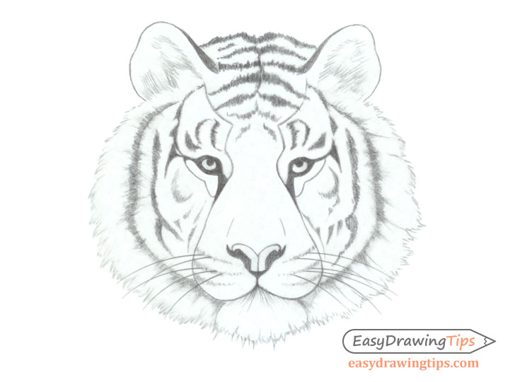 How to Draw a Tiger Face