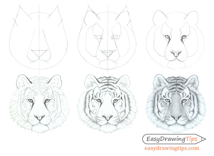 Tiger face drawing step by step