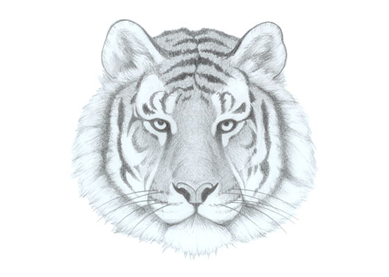 Tiger face drawing tutorial