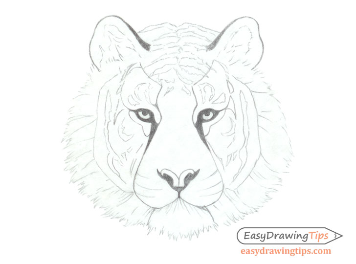 Tiger face line drawing